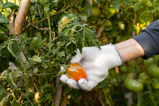 пестициды обработка защита томаты растения