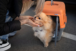 Пассажиры «Аэрофлота» смогут перевозить животных на соседнем кресле 
