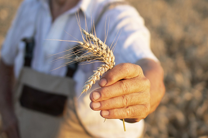 зерно  пшеница хлеб руки уборочная
