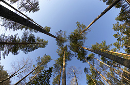 В СФ хотят поправить СанПиН для борьбы с лесными вредителями