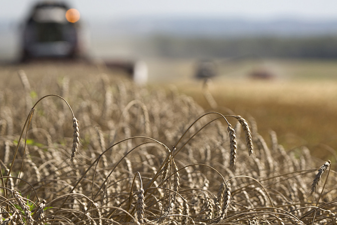 зерно уборочная колос