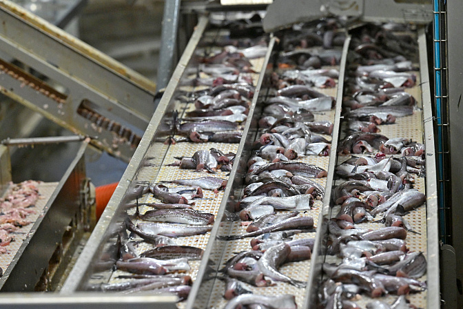 рыба завод рыбная продукция 