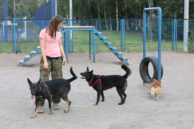 площадка для выгула собак питомцы