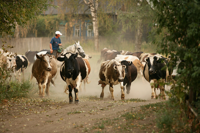 сельское хозяйство стадо коров