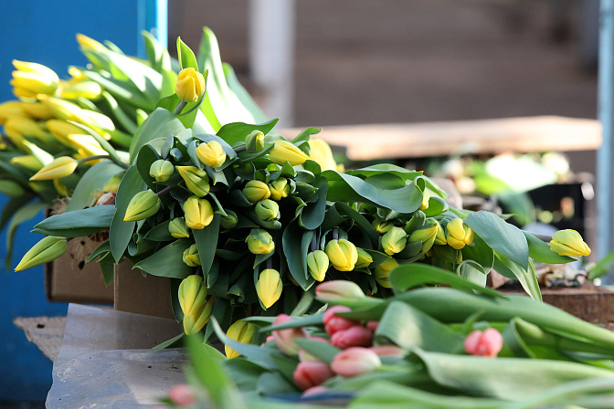 цветы тюльпаны