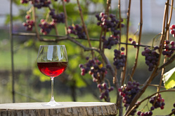 В РФ растёт количество виноградников и улучшается качество вина