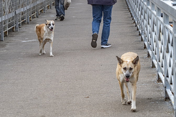 бездомная собака 