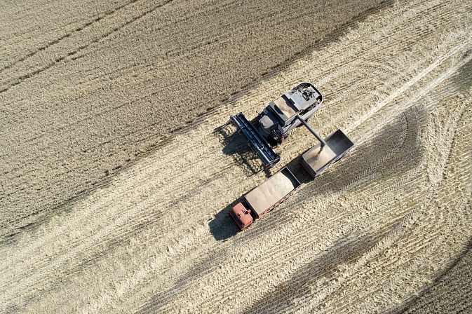 Отгрузка зерна на пшеничном поле