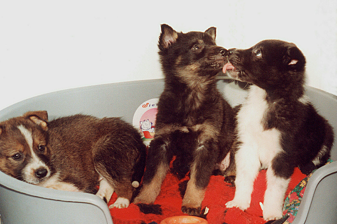 щенки в питомние собака 