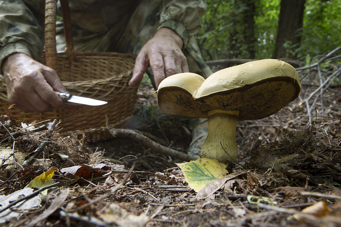 сбор грибов в лесу