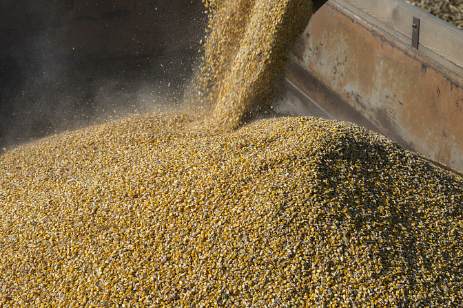 зерно кукуруза агропром 