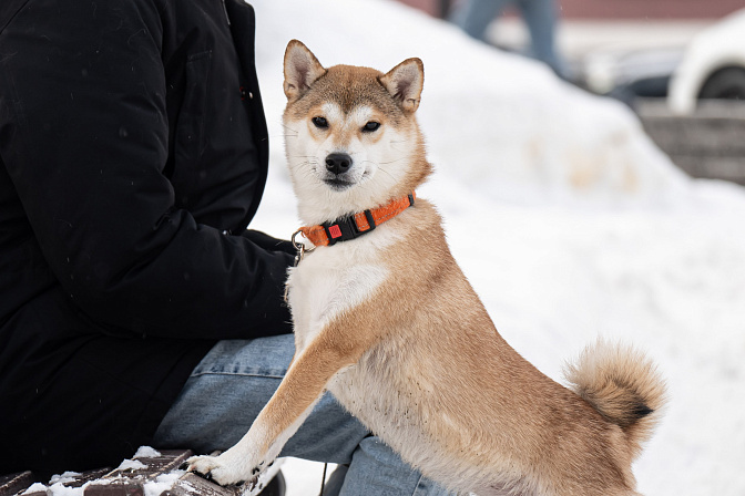 собака питомец 