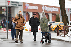 13% россиян украсят дом живой ёлкой