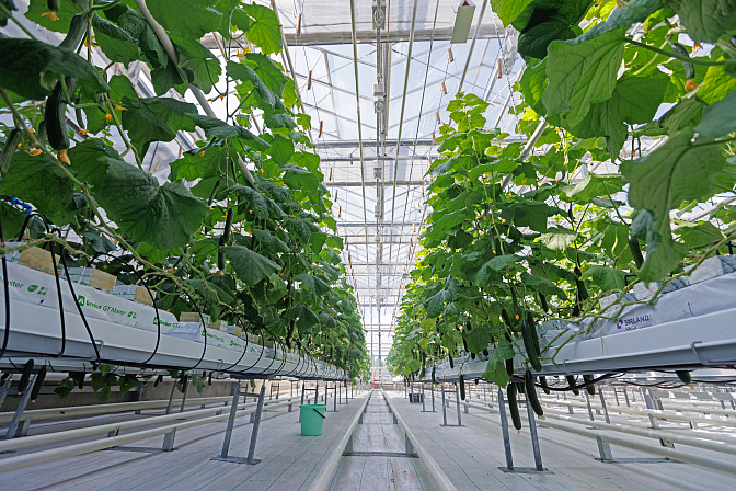 агропром теплица урожай огурцы 