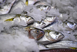 Минтранс отказался субсидировать автоперевозки рыбы с Дальнего Востока 