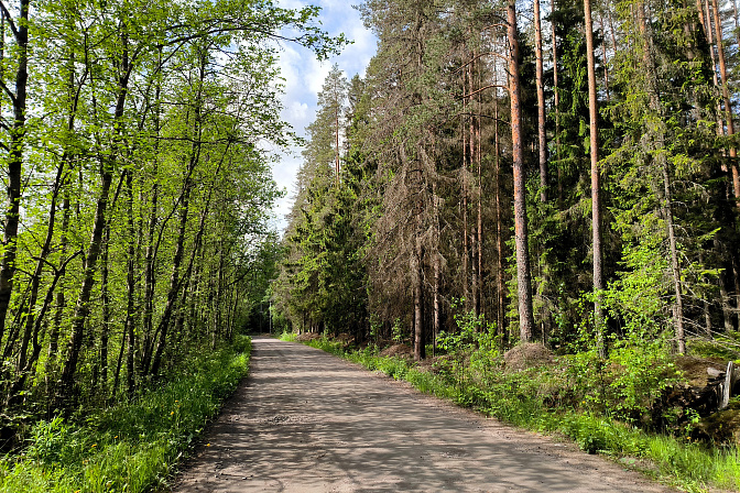 лесная дорога