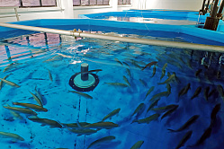 Югра просит выделить больше денег на восстановление популяции муксуна и нельмы