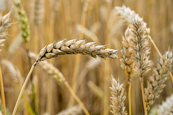 В СФ призвали увеличить поддержку производителям зерна