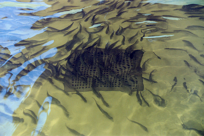 разведение рыбы рыбозавод 