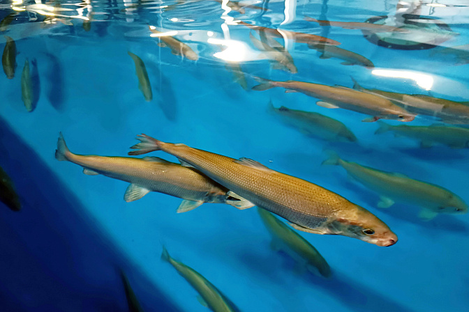 рыбозавод муксун 