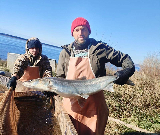 рыба нельма рыбаки