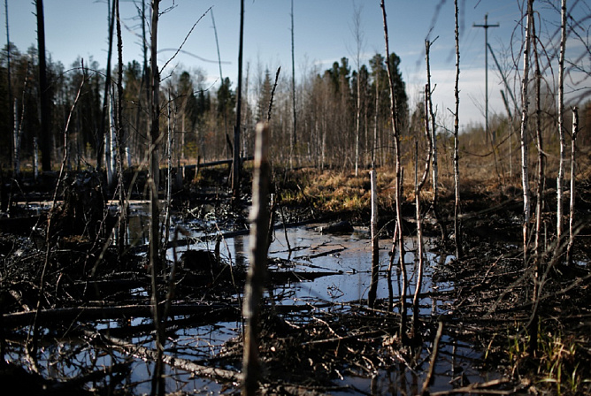 Фото: ecologynow.ru