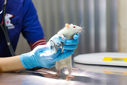 Россияне стали чаще водить своих питомцев к ветеринарам