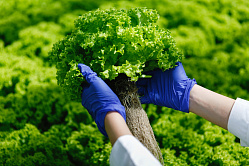До 2030 года учёные должны придумать, как удешевить органическое земледелие
