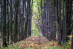 Советников: 32 млрд руб. получат регионы до 2030 года на восстановление лесов