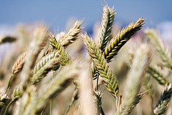 В СФ рассказали об уровне обеспеченности АПК отечественными семенами