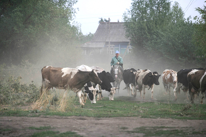 деревня хозяйство стадо коров