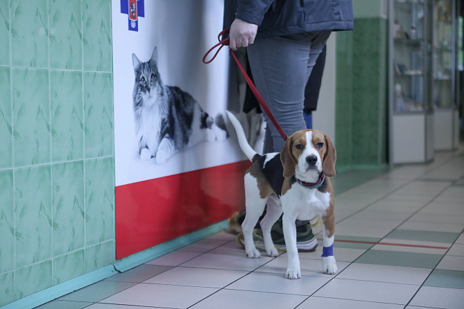 Фото: Сандурская Софья/ Агентство городских новостей «Москва»