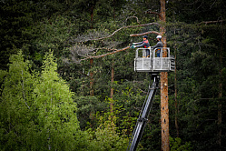 Президент РФ предложил повысить зарплаты специалистам лесной отрасли 