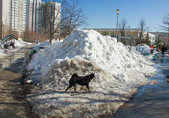 Догхантеров хотят наказывать штрафами в 1 млн рублей