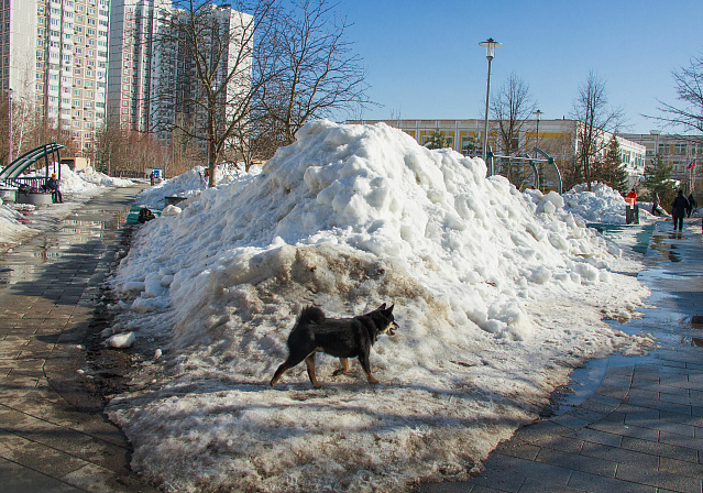 собака сугроб весна