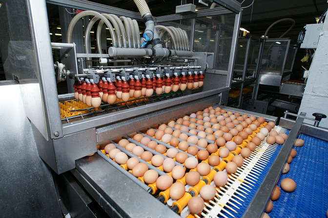 птицефабрика производство яиц
