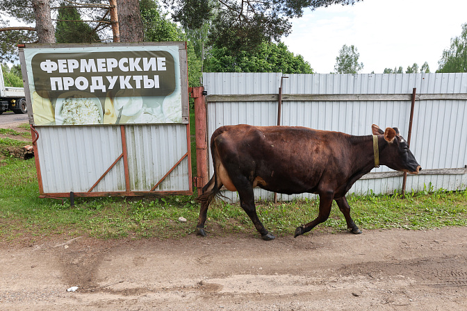 ферма корова органические фермерские молочные продукты 