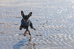 На что обратить внимание при выборе гостиницы домашнему питомцу