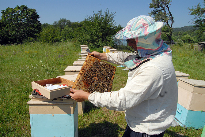 пасека пчёлы мёд в сотах