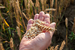 Яцкин: нужны стимулы к более активному использованию отечественных семян