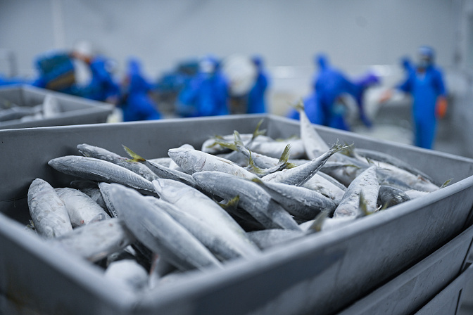 переработка рыбы 