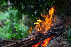Мишустин напомнил об обязанности регионов бороться с лесным пожарами