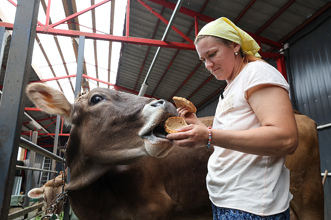 животноводство коровы сельское хозяйство 