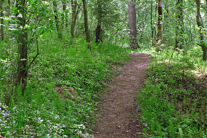 лесная тропинка 