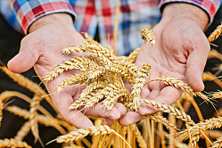 В СФ призвали не торопиться с ограничением импорта семян 