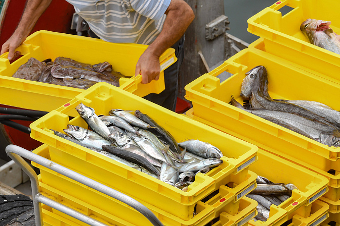 рыба рыбак улов 