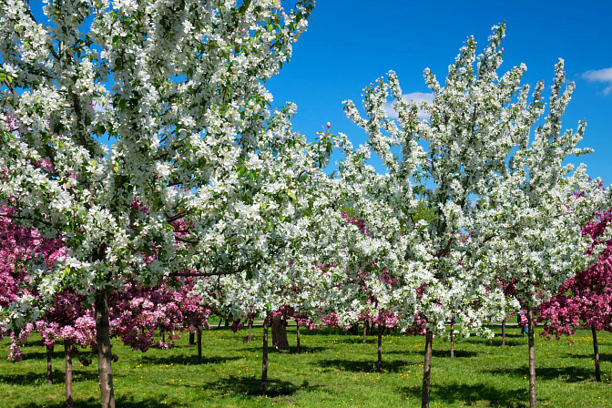 цветущие яблони сад