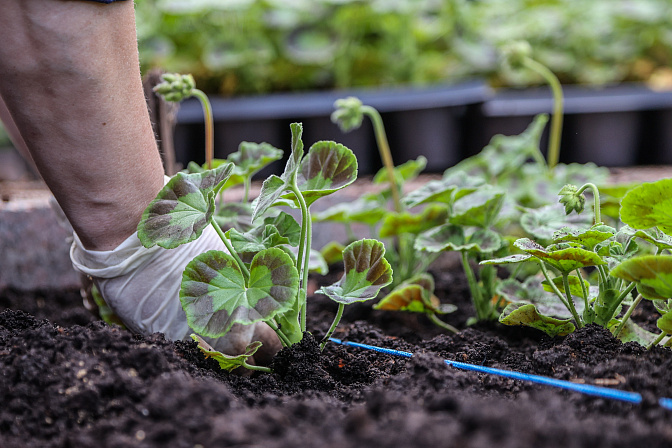 озеленение сажать цветы 