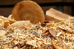 В СФ призвали строить заводы по переработке низкосортной древесины