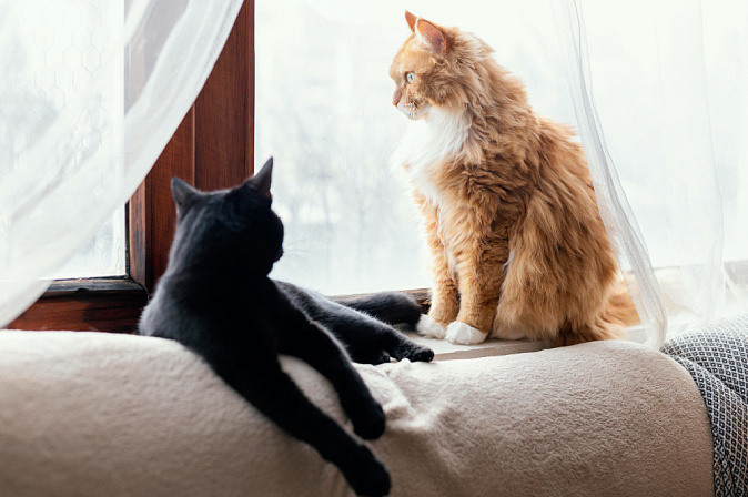 кошка диван две кошки окно
